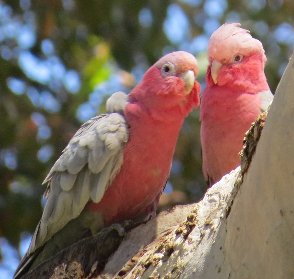 Cacatúa Galah - ML185744821