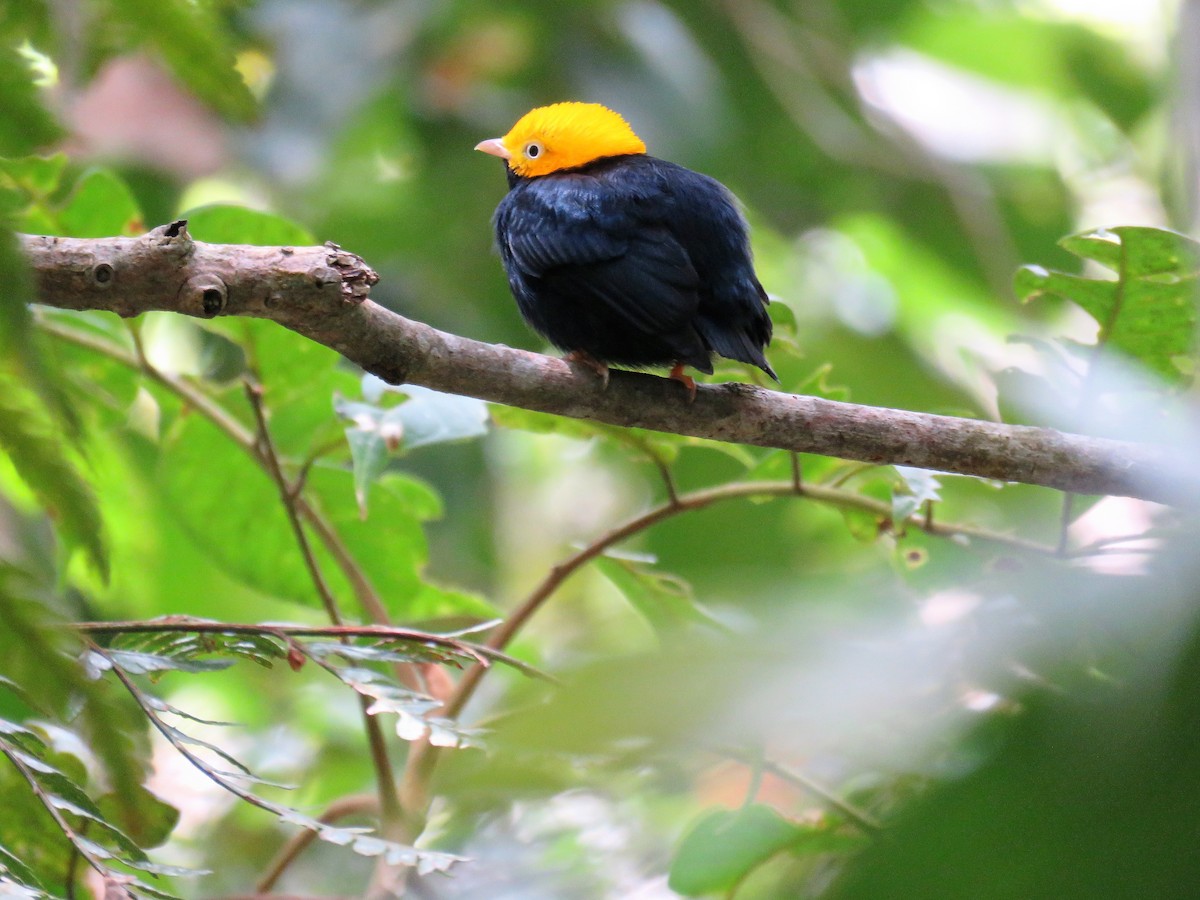 Manakin à tête d'or - ML185745281