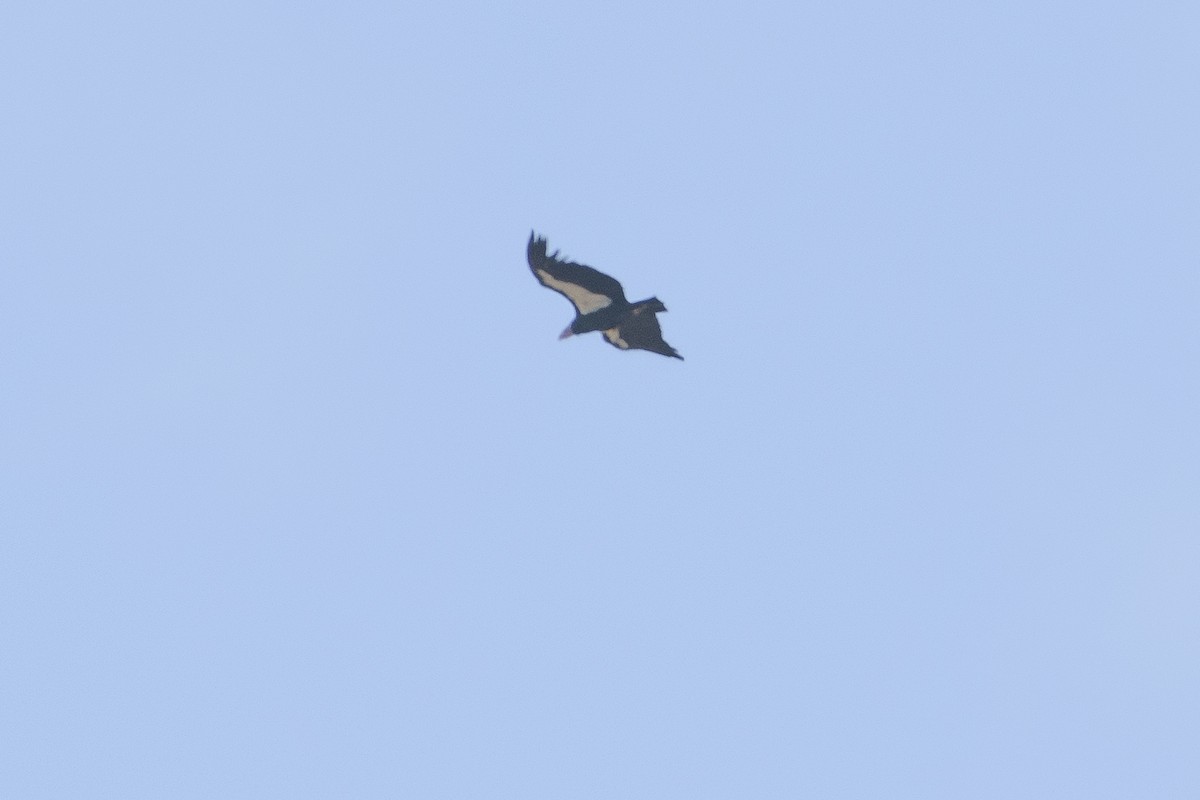 Condor de Californie - ML185748041