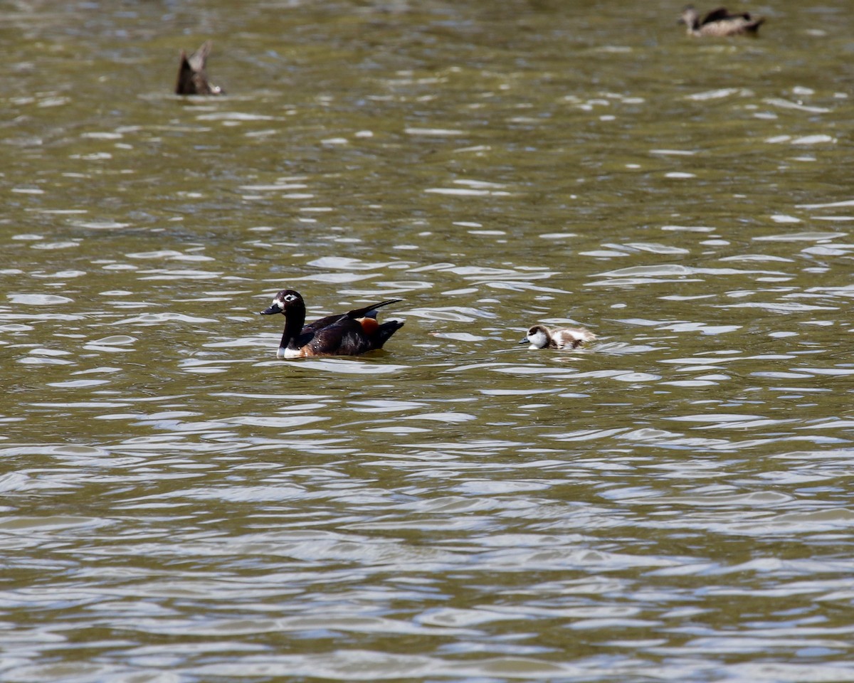 Australian Shelduck - Daniel S.