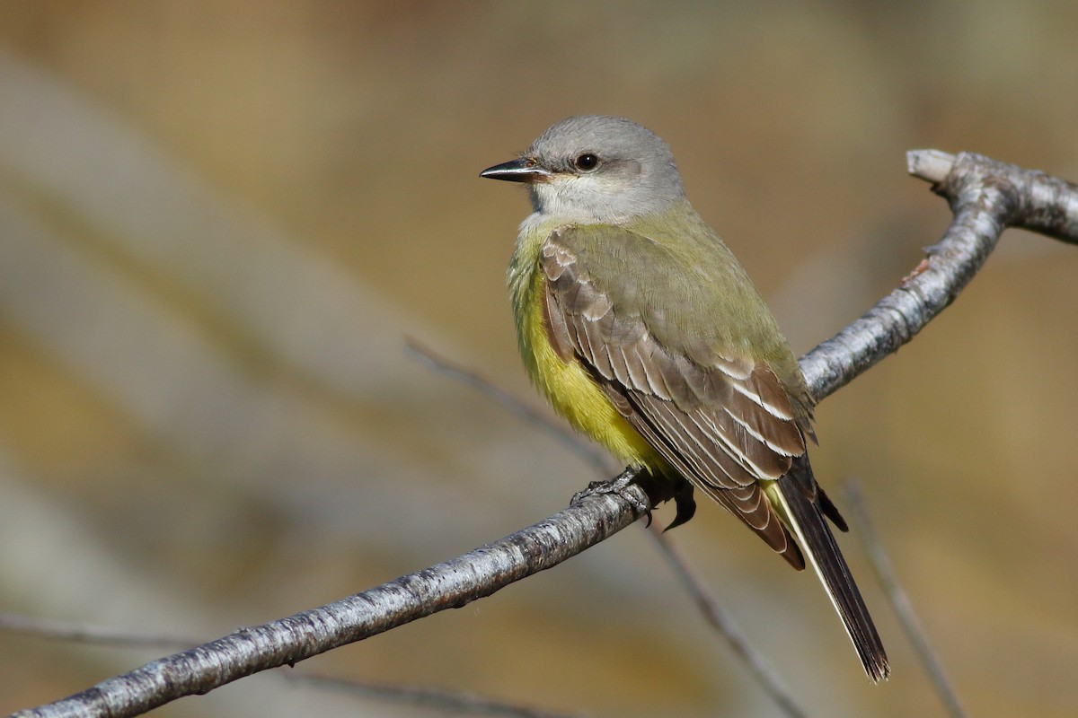 Western Kingbird - Sean Williams