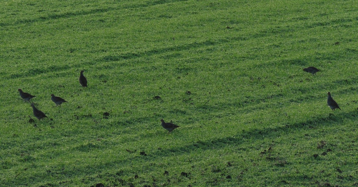 Gray Partridge - ML185752581