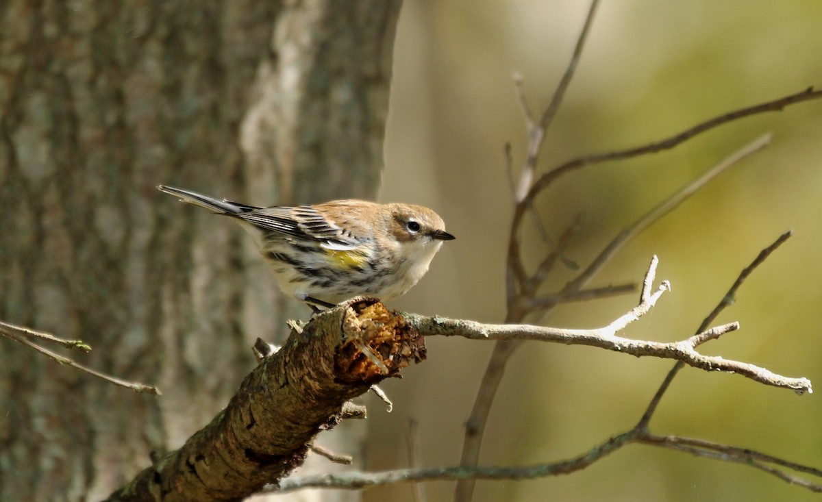 Yellow-rumped Warbler - Denise Bittle