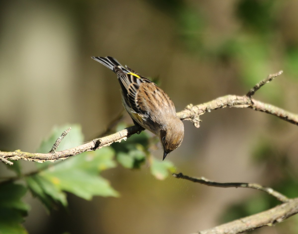 Yellow-rumped Warbler - Denise Bittle