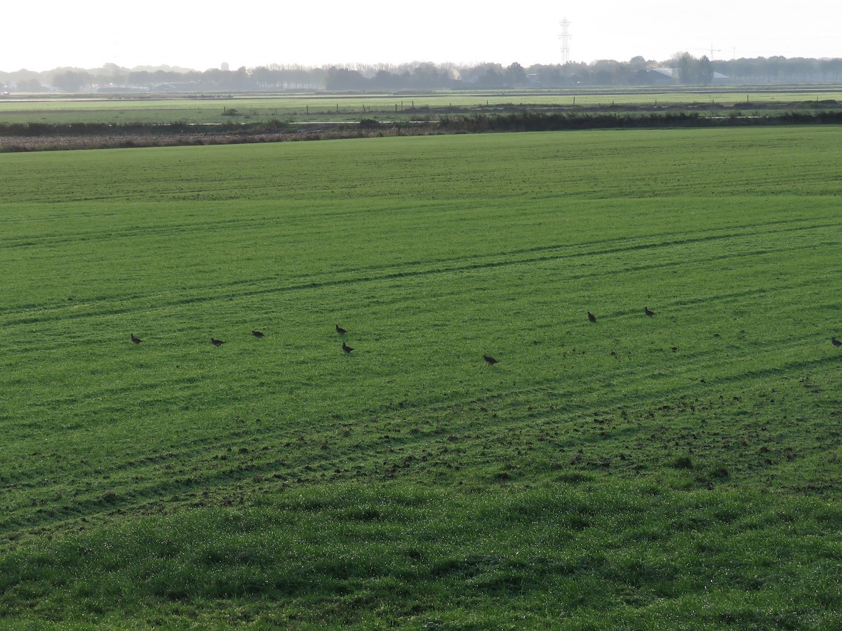 Gray Partridge - ML185752691