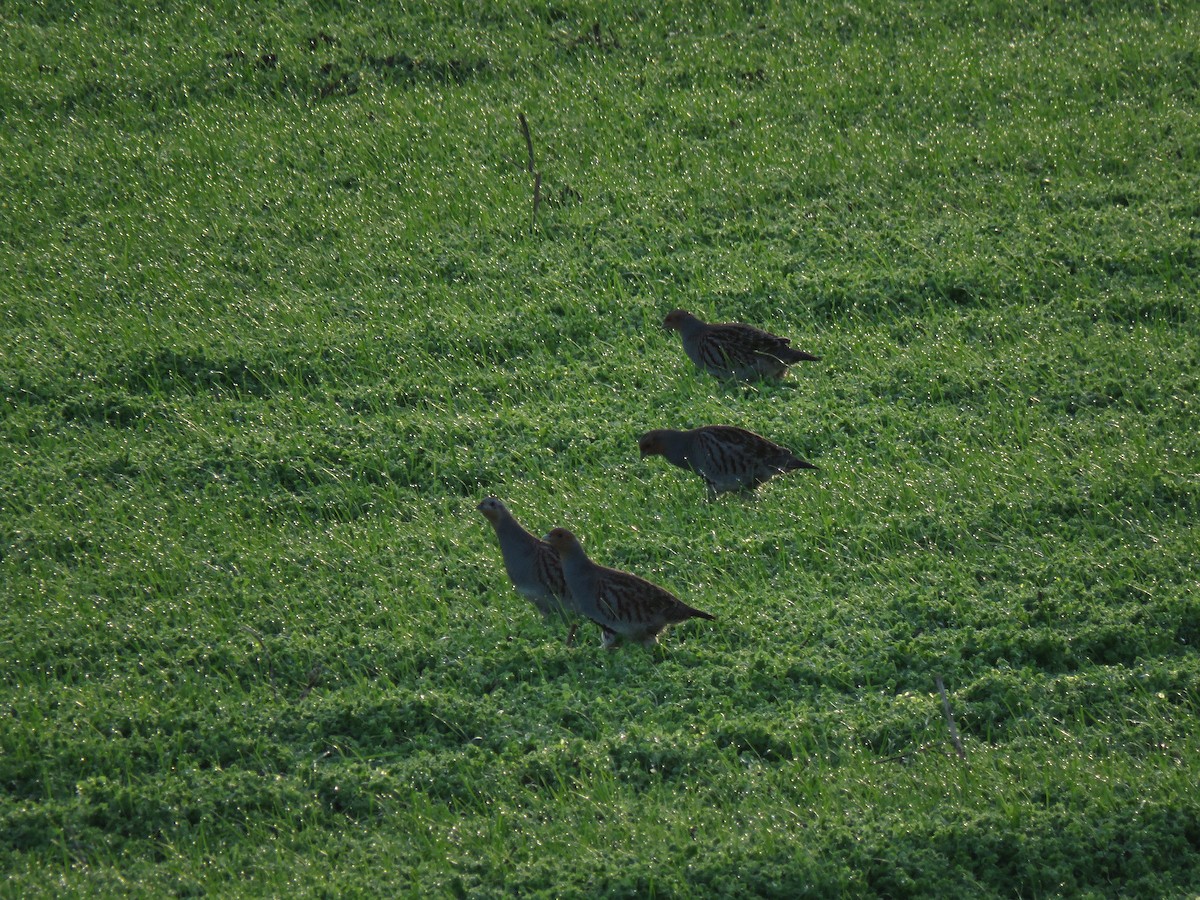 Gray Partridge - ML185752711