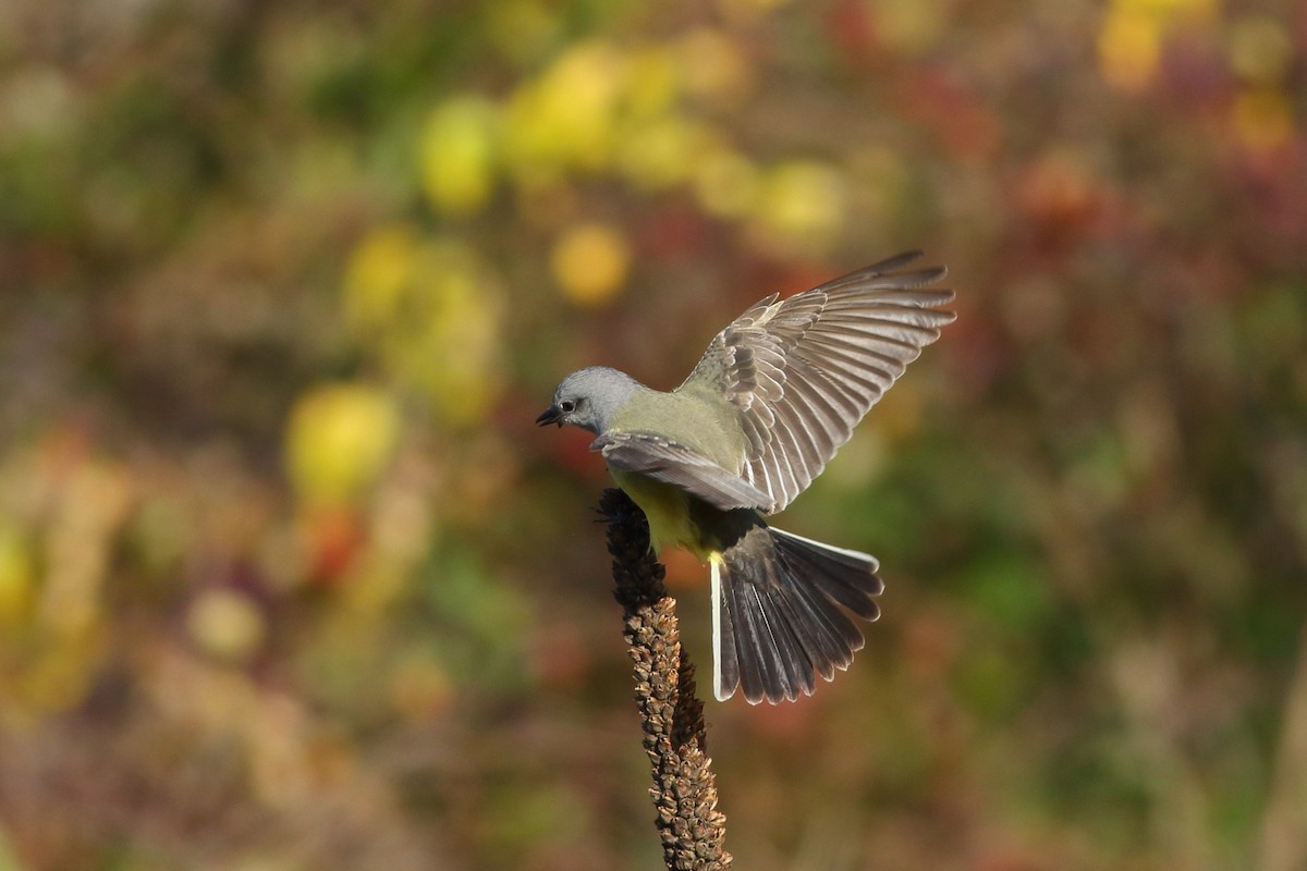 Western Kingbird - Sean Williams