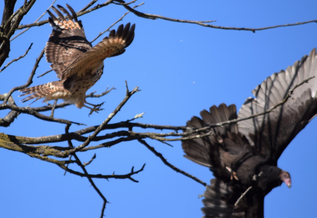 Red-shouldered Hawk - Anne Mytych