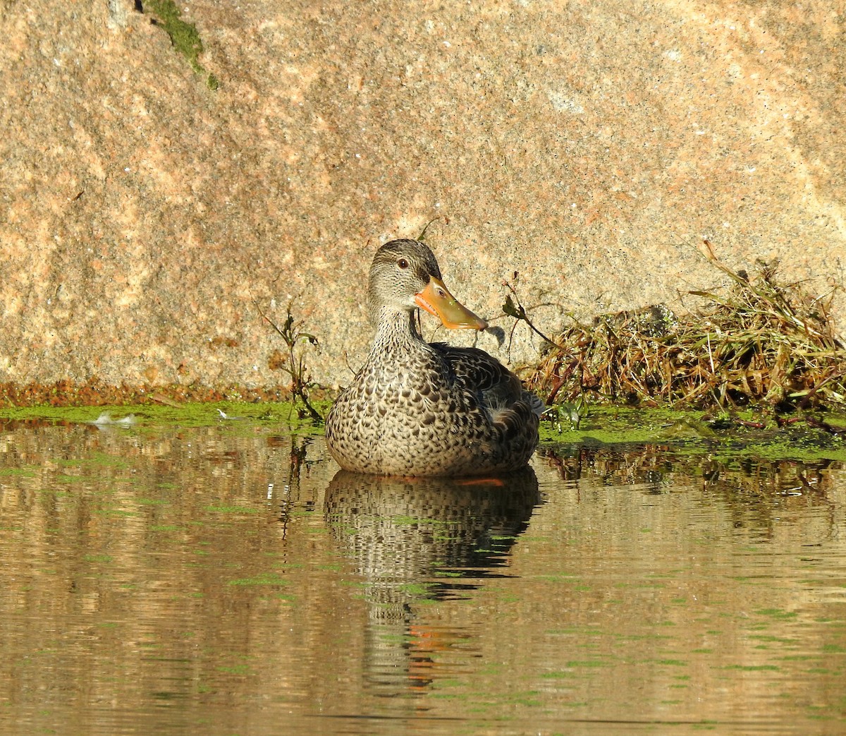 Northern Shoveler - Mary Alley