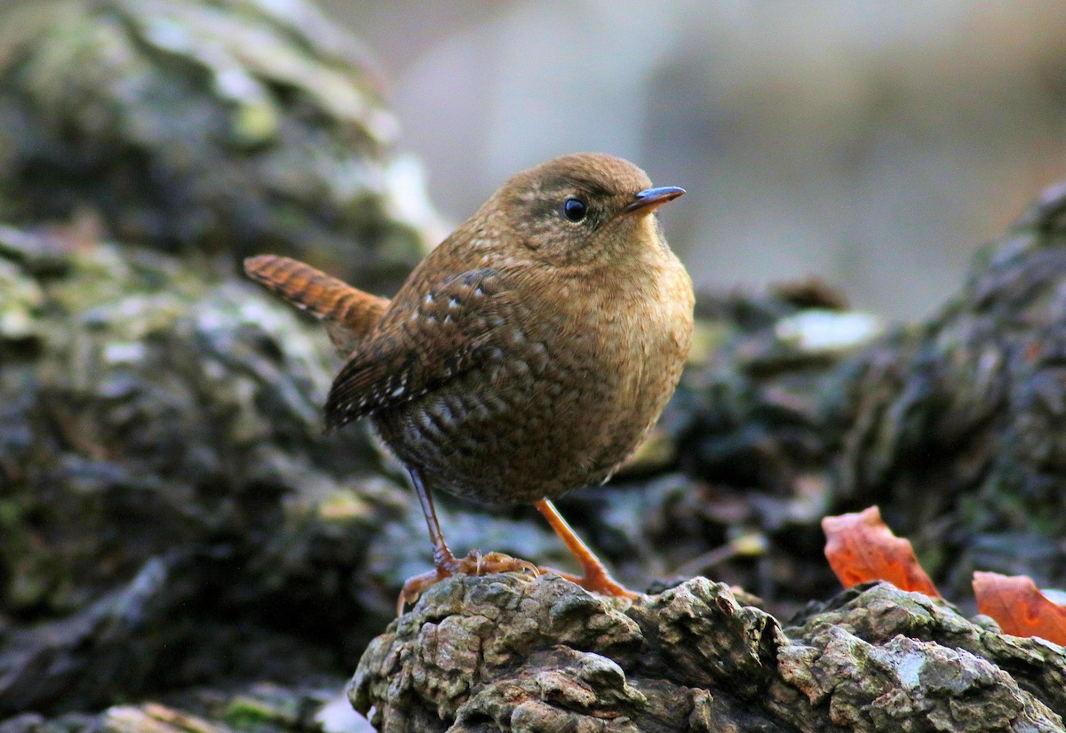 Winter Wren - ML185756711