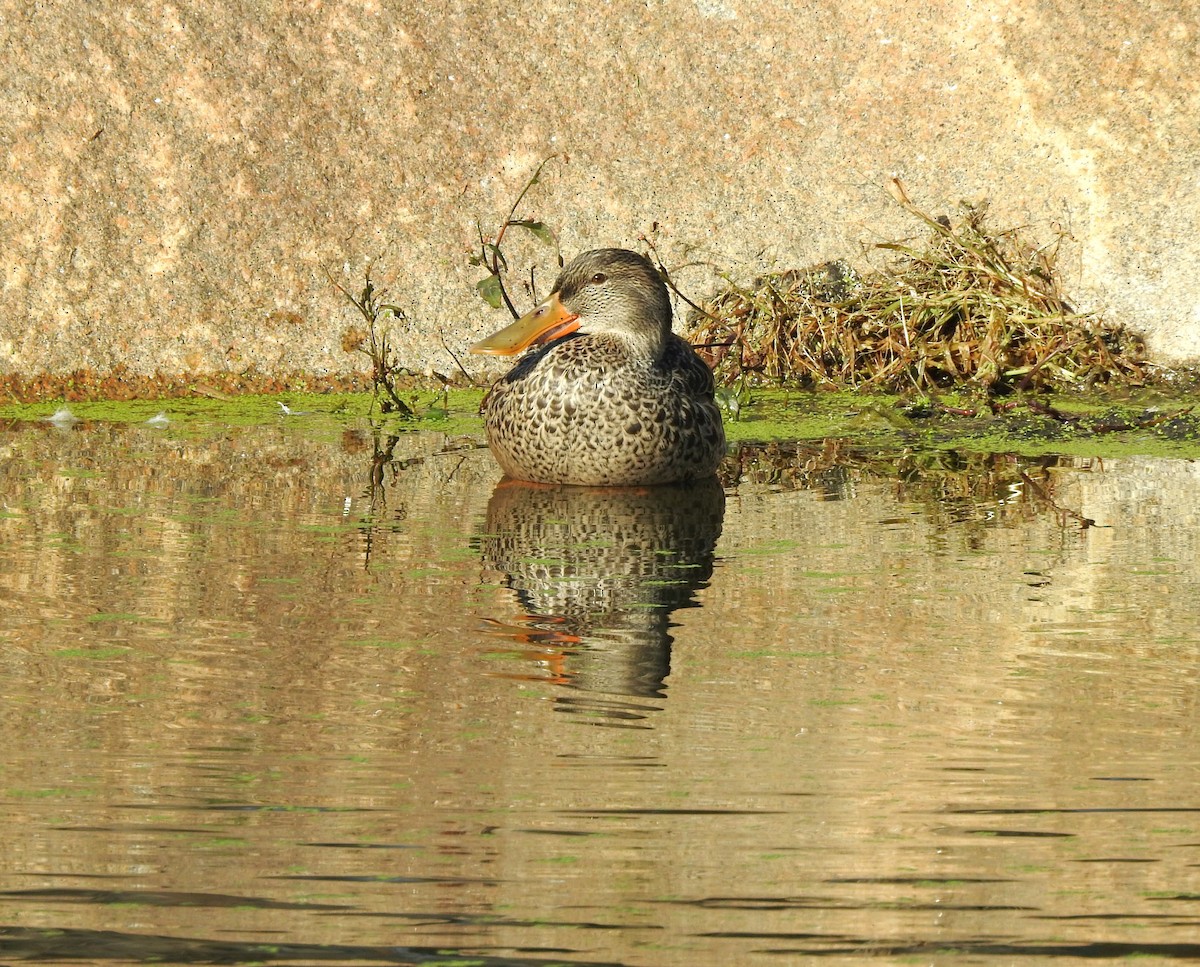 Northern Shoveler - Mary Alley