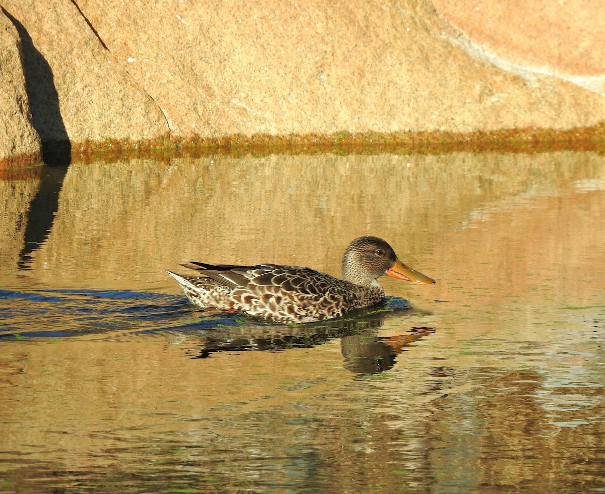 Northern Shoveler - Mary Alley