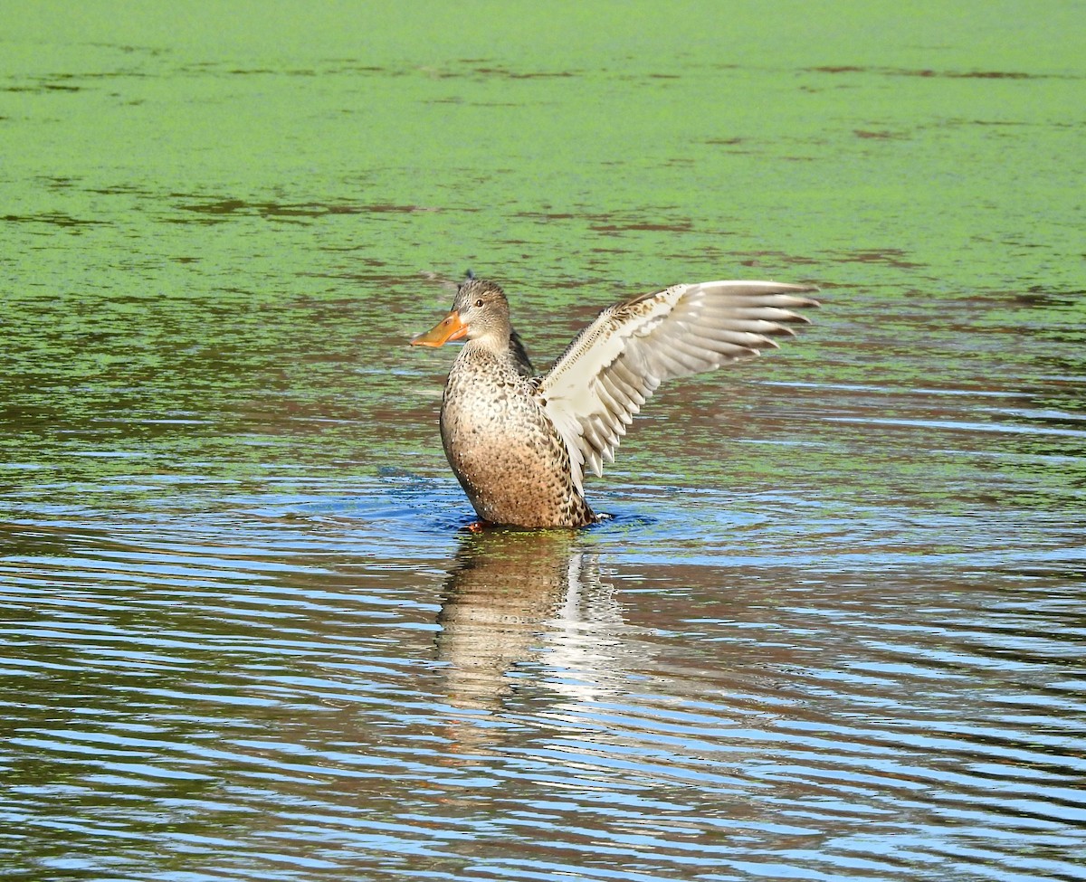 Northern Shoveler - Mary Alley