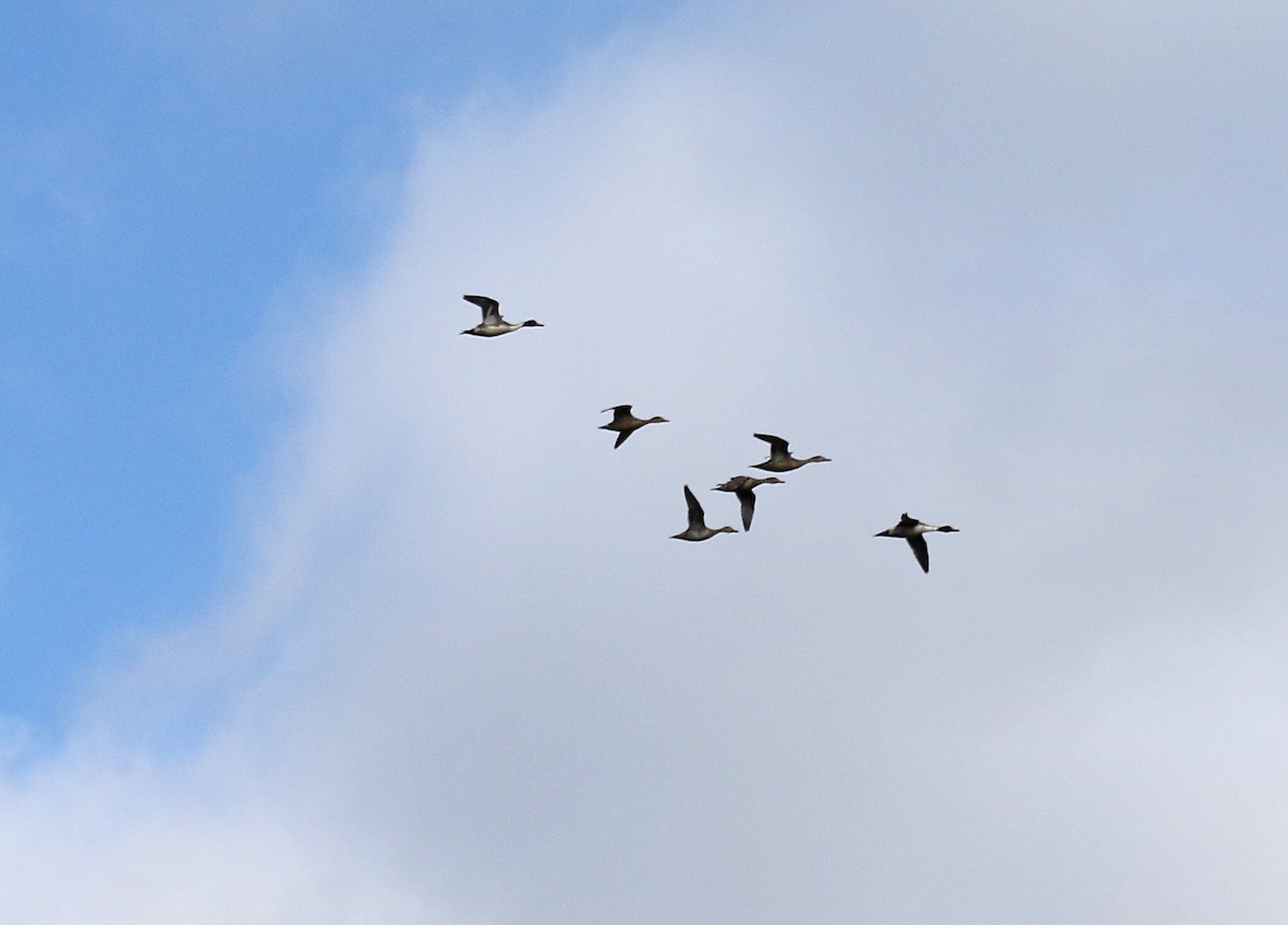 Northern Pintail - Denise Bittle