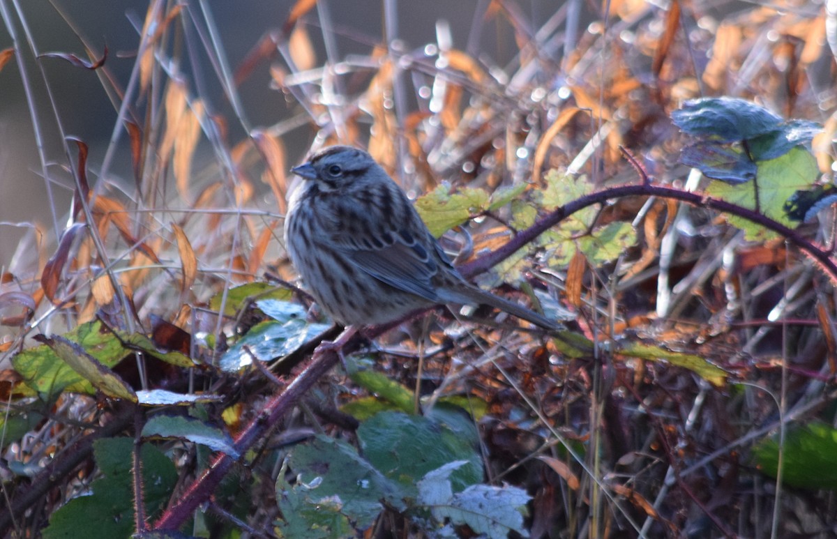 Song Sparrow - ML185757331