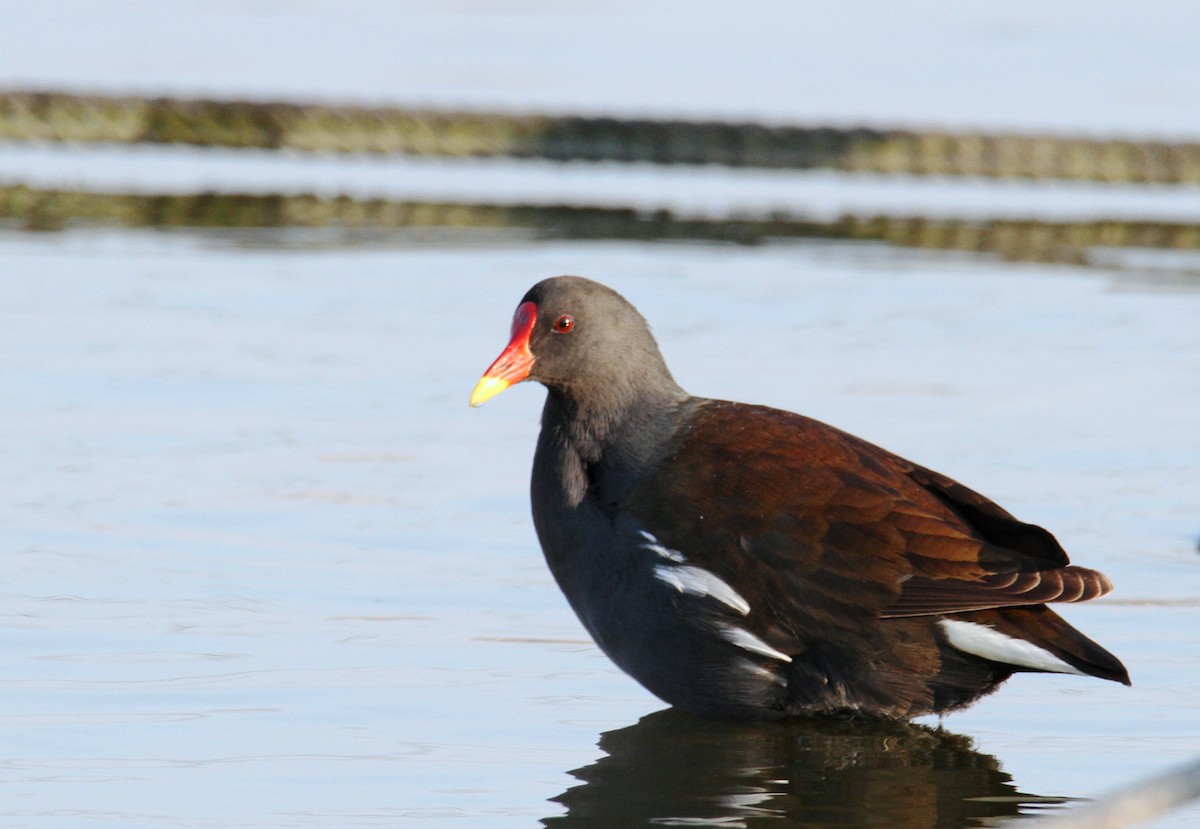 Uroilo arrunta - ML185757581