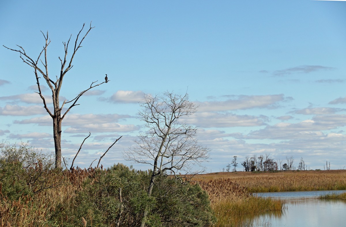 Double-crested Cormorant - Denise Bittle