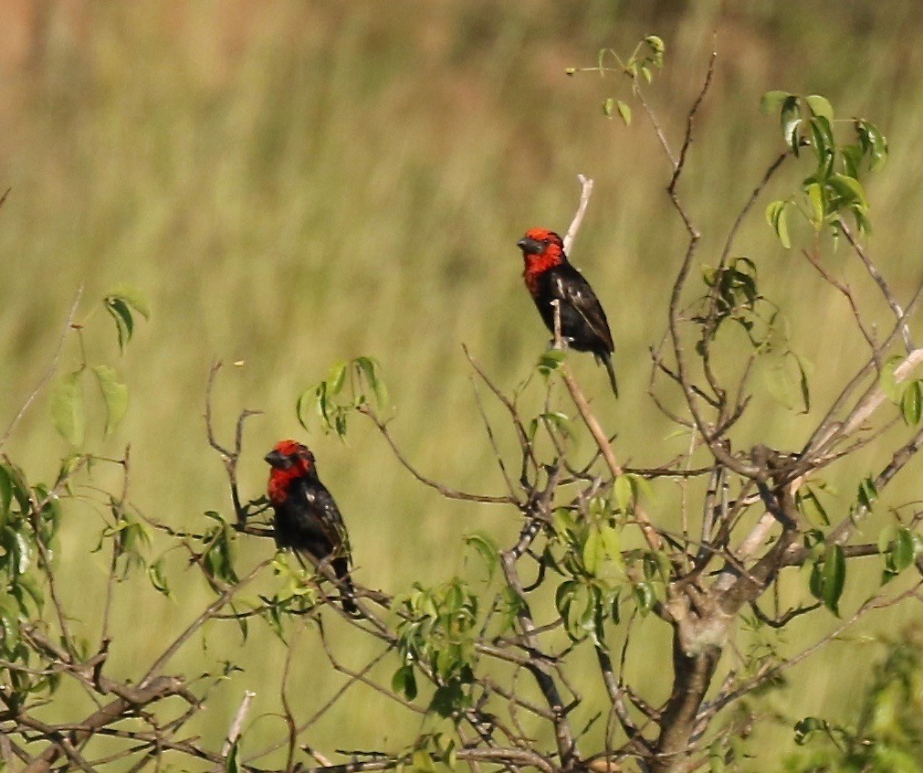 Black-billed Barbet - ML185757871