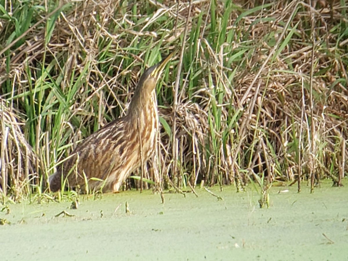 American Bittern - Susan Evanoff