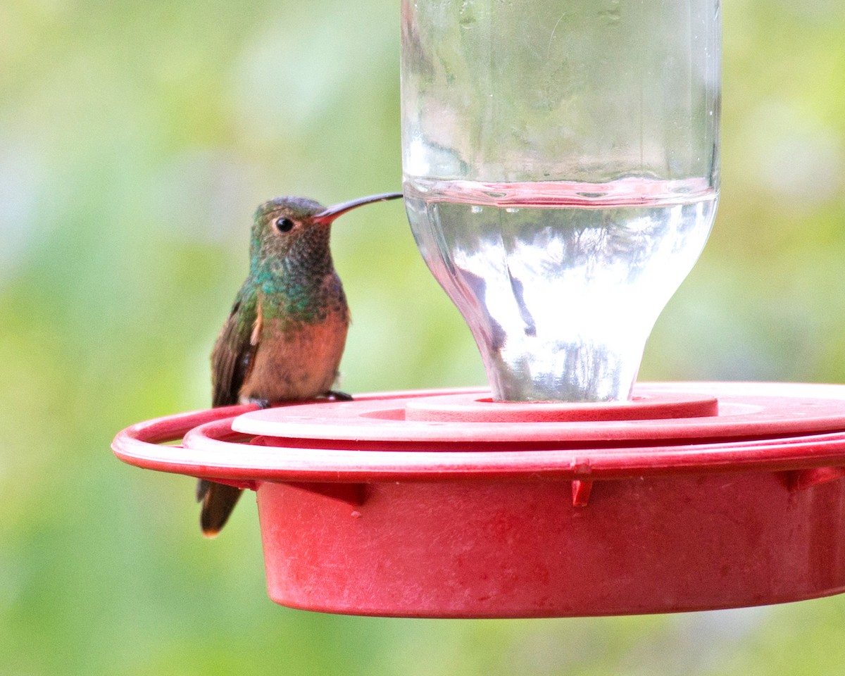 Buff-bellied Hummingbird - Russ Wigh