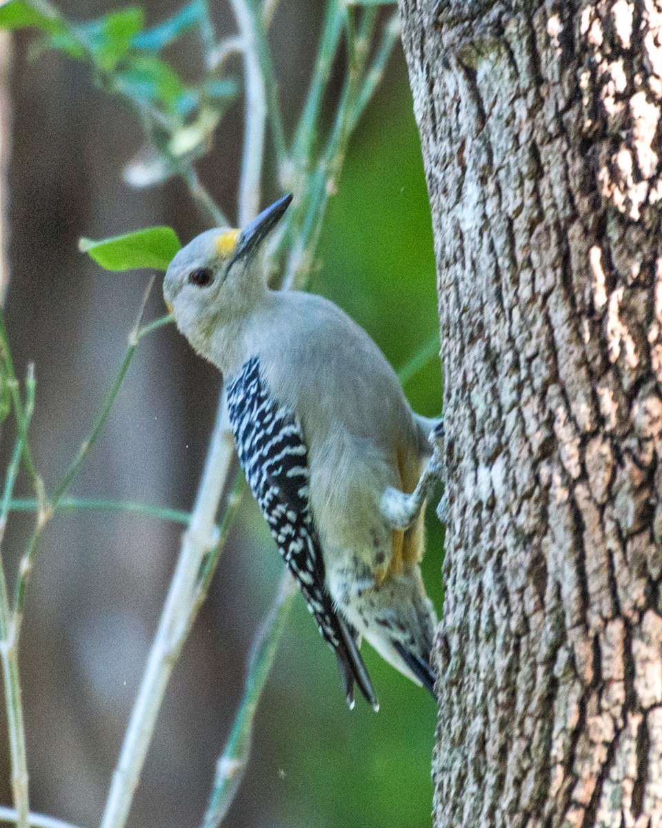 Golden-fronted Woodpecker - Russ Wigh