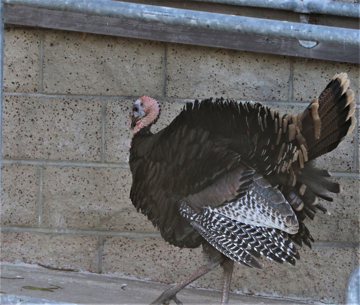 Wild Turkey - ML185760401