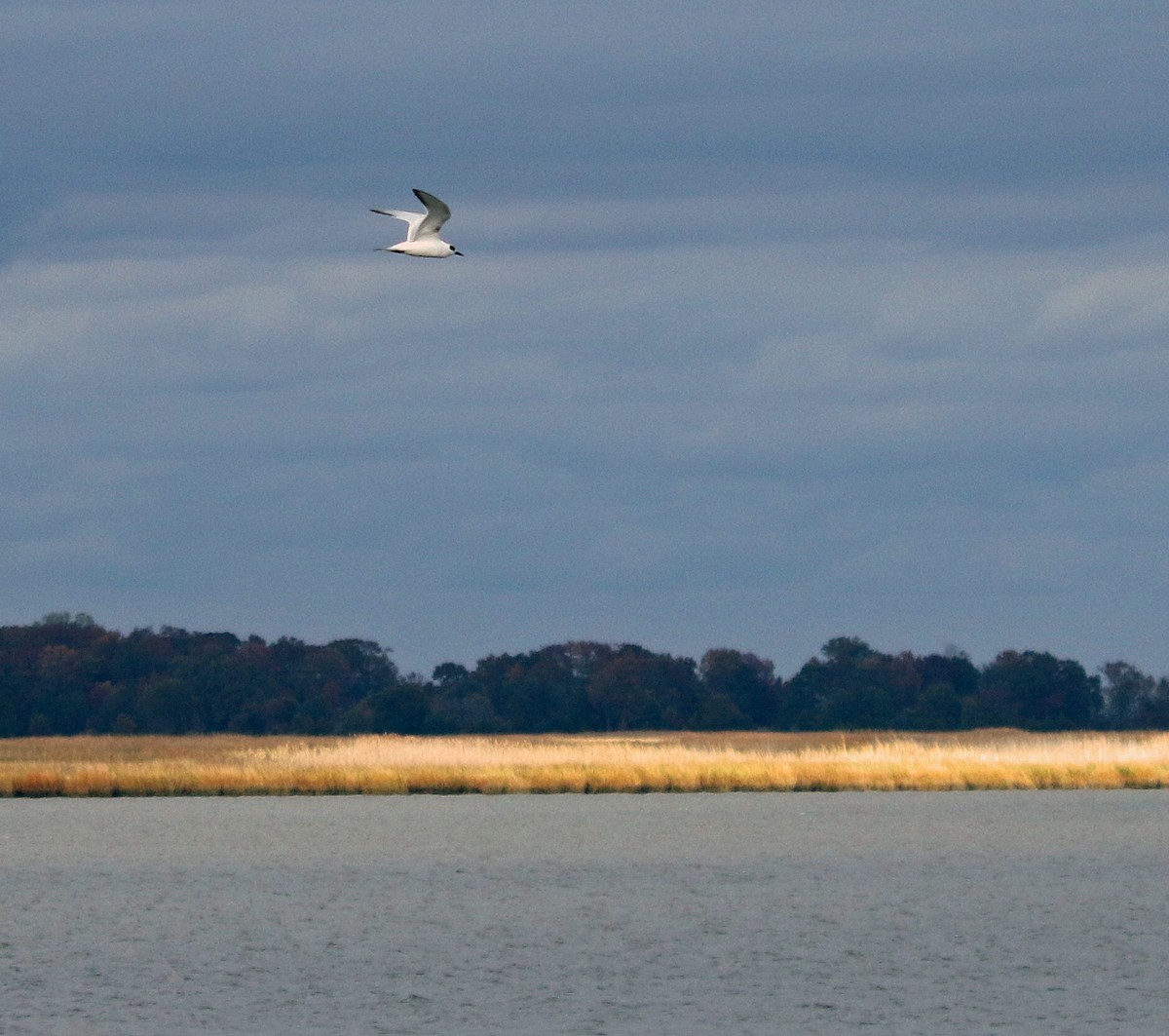 Forster's Tern - ML185760491