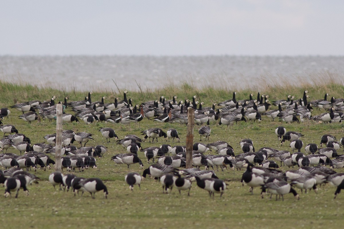 Red-breasted Goose - ML185760861