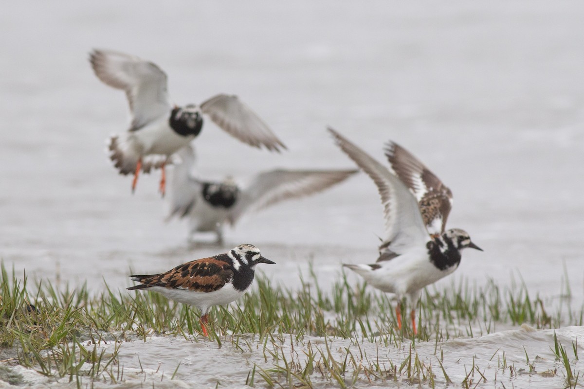 Ruddy Turnstone - Andreas Boe