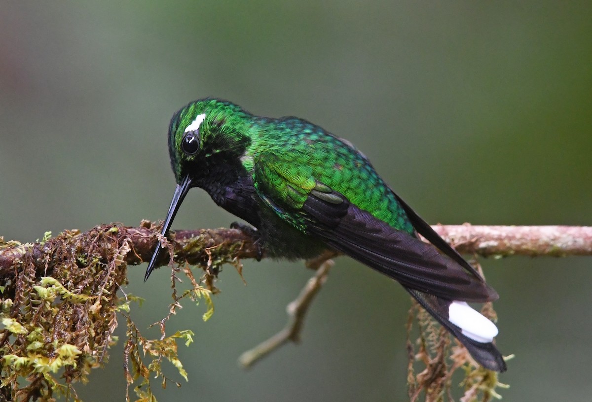 Purple-bibbed Whitetip - Joshua Vandermeulen