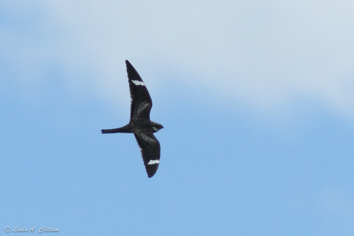 Common Nighthawk - ML185766351