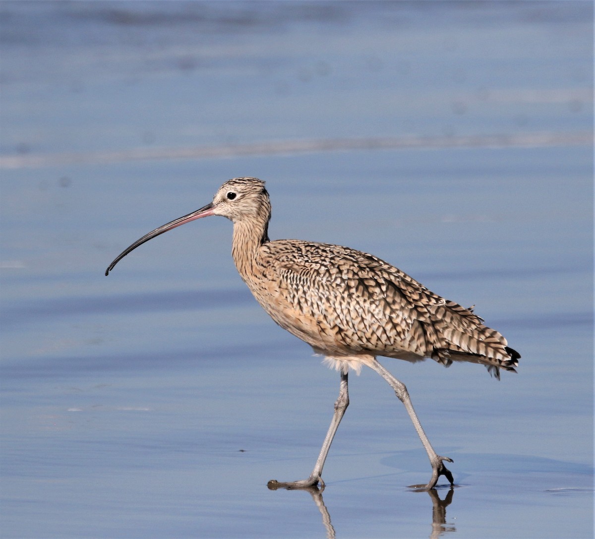 Long-billed Curlew - Ann Vaughan