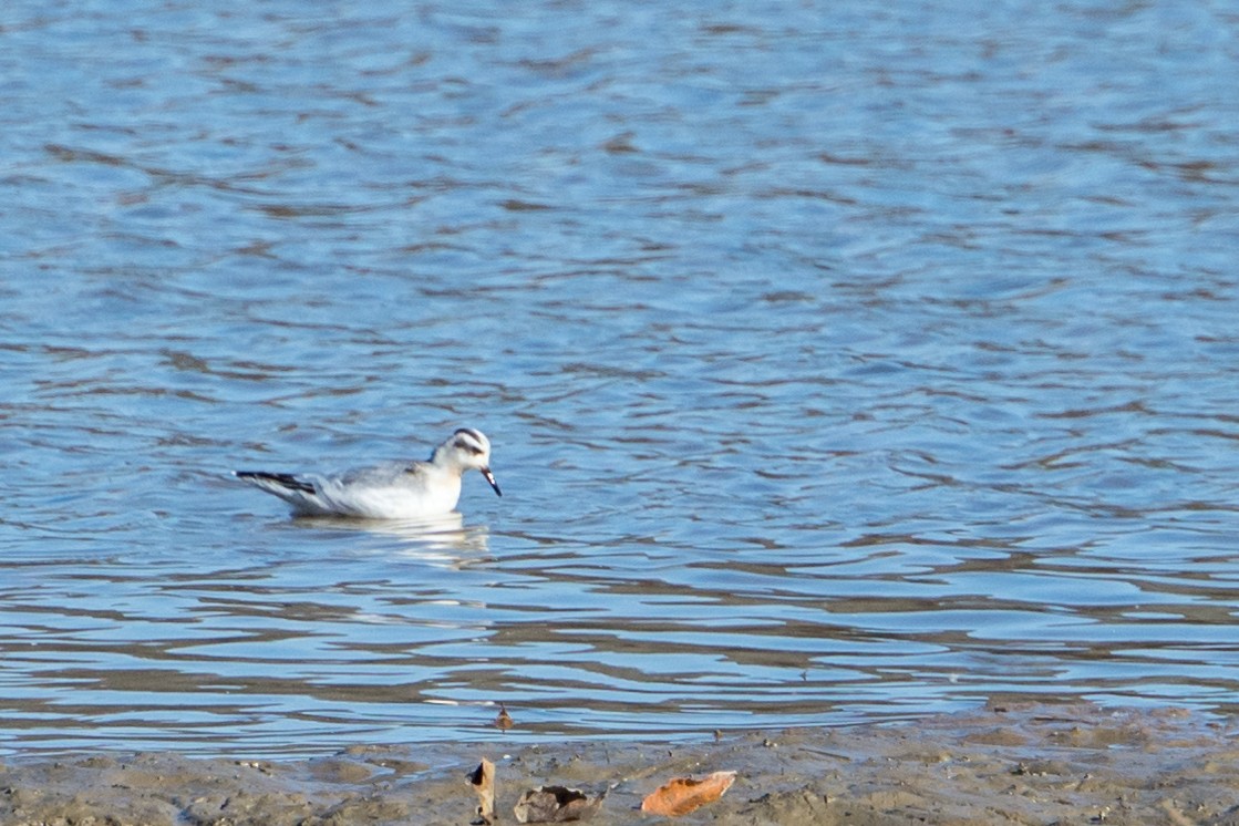Red Phalarope - Andrew Cannizzaro