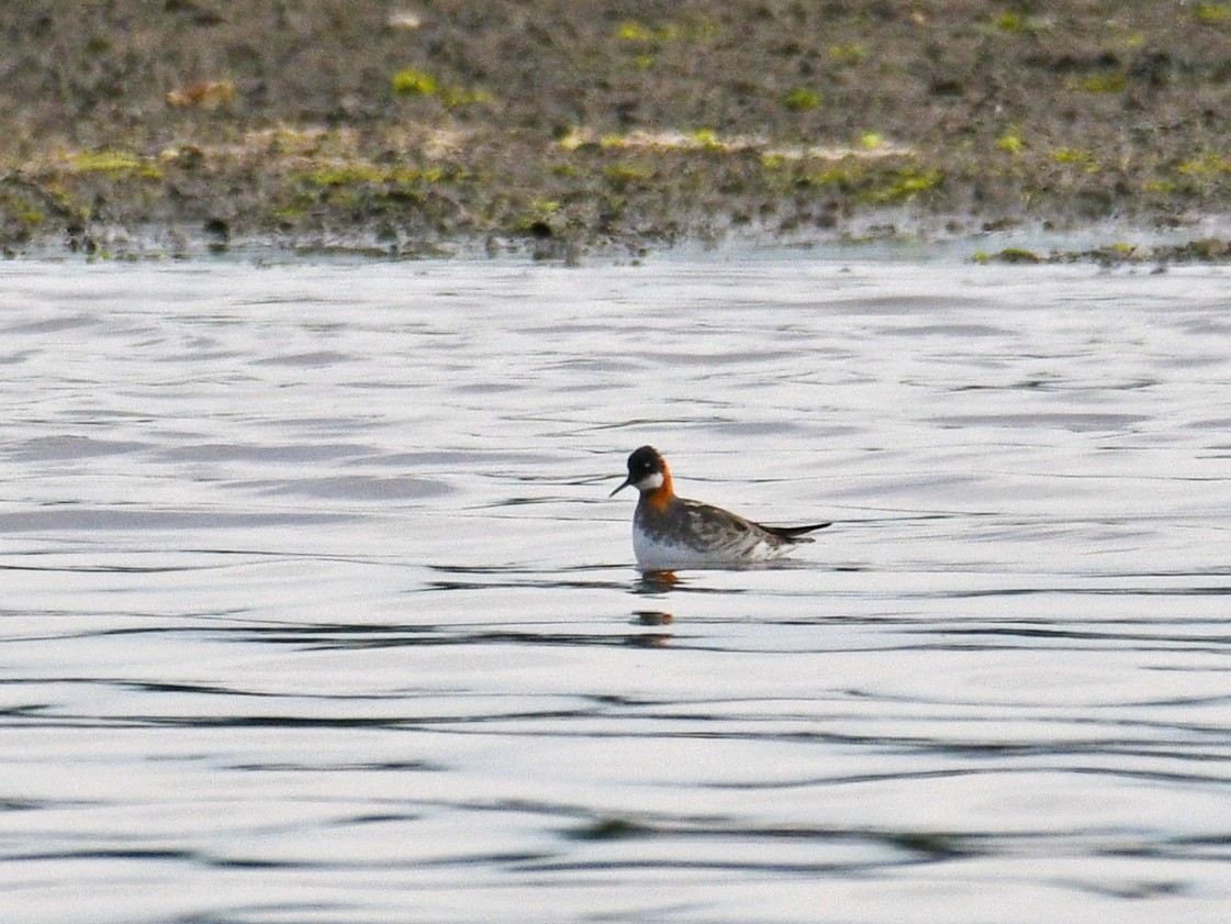 Phalarope à bec étroit - ML185766941