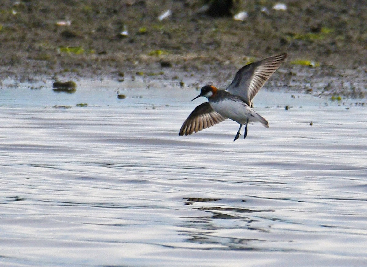 Phalarope à bec étroit - ML185766961