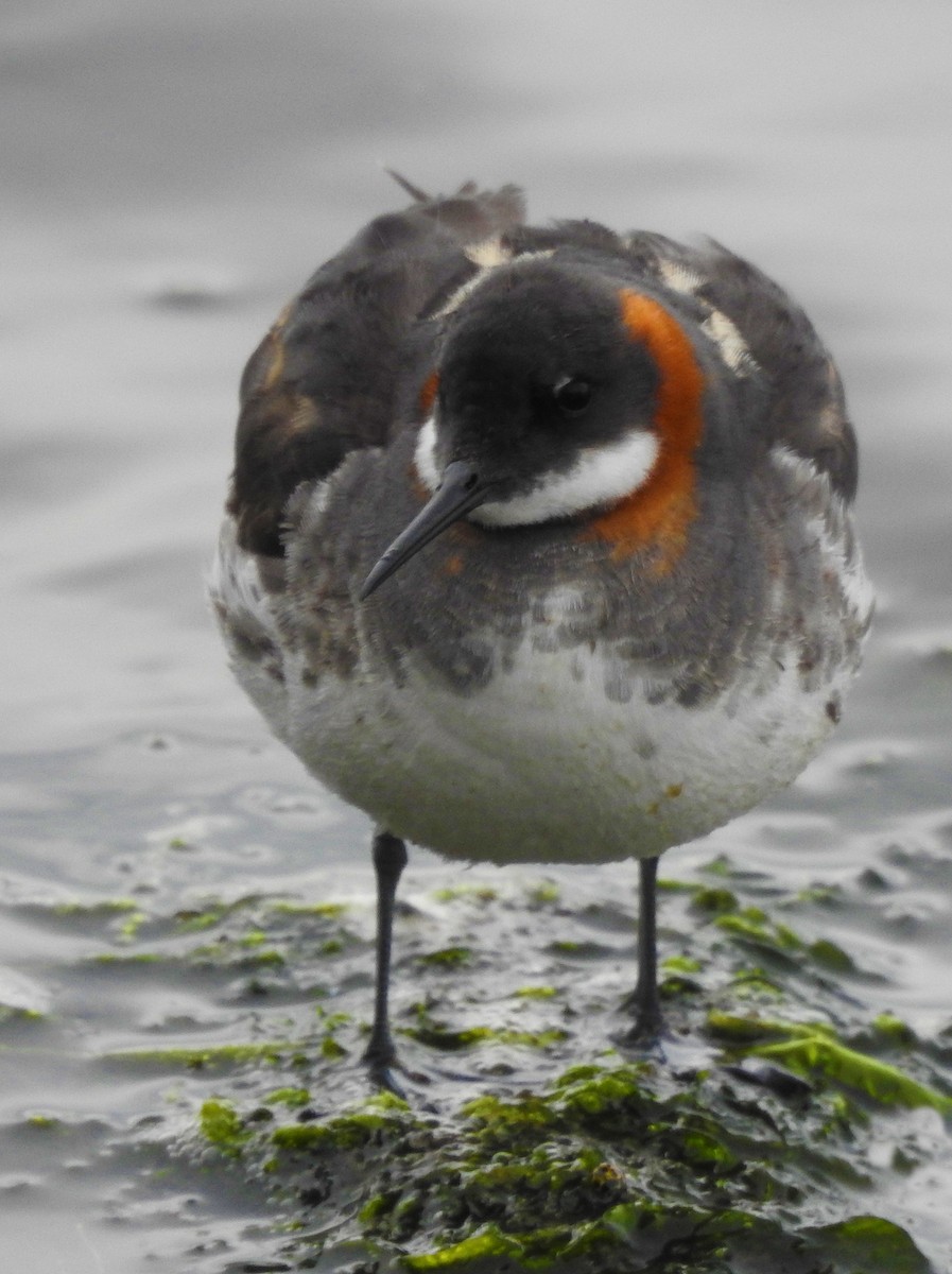 Phalarope à bec étroit - ML185768581