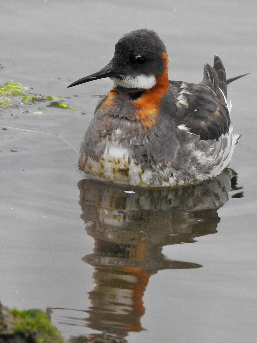 Phalarope à bec étroit - ML185768651