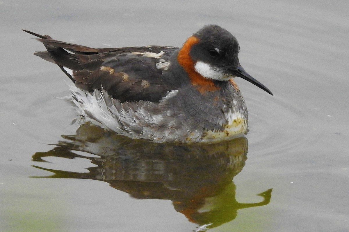 Phalarope à bec étroit - ML185768681