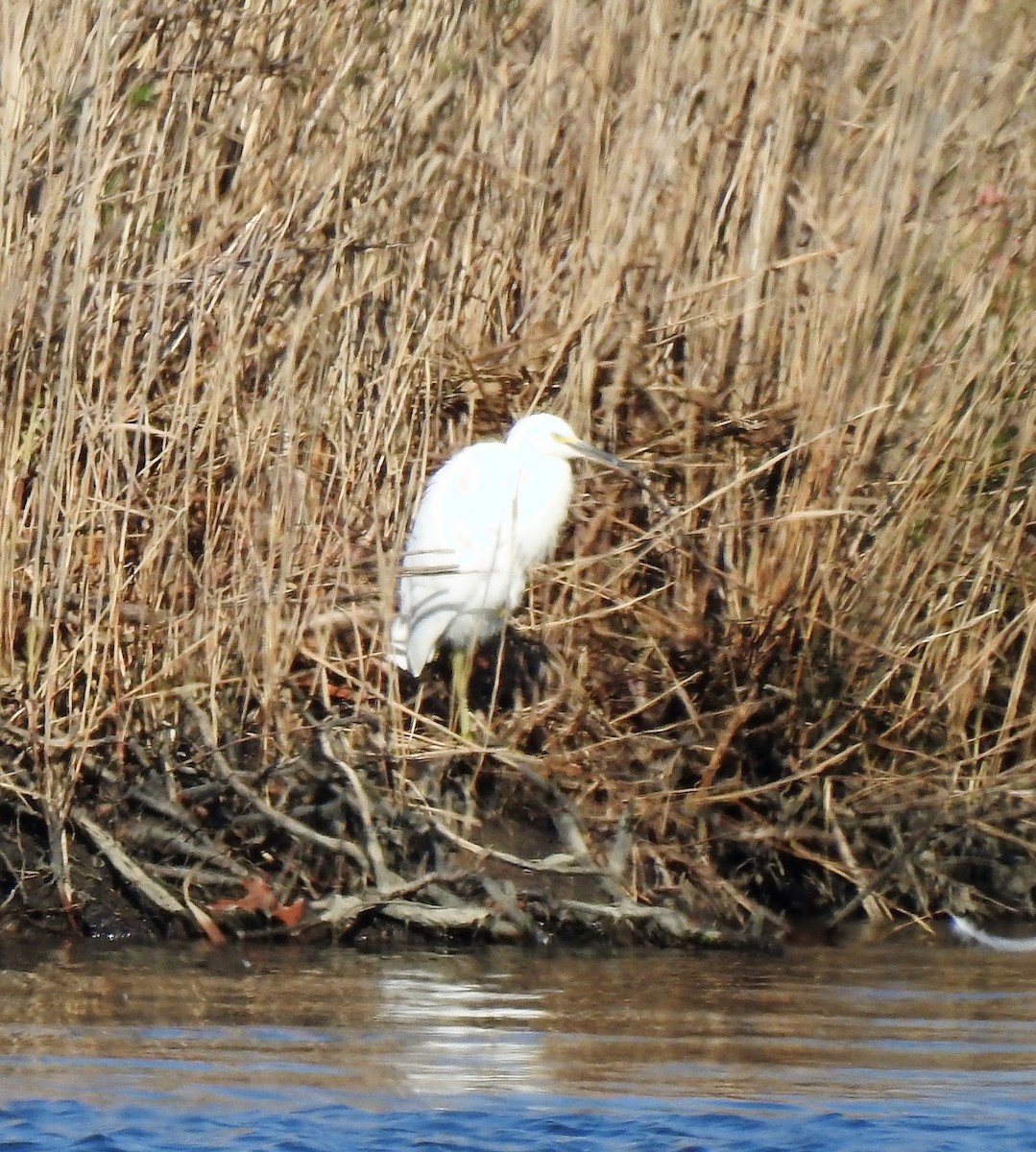 Snowy Egret - Vincent Glasser