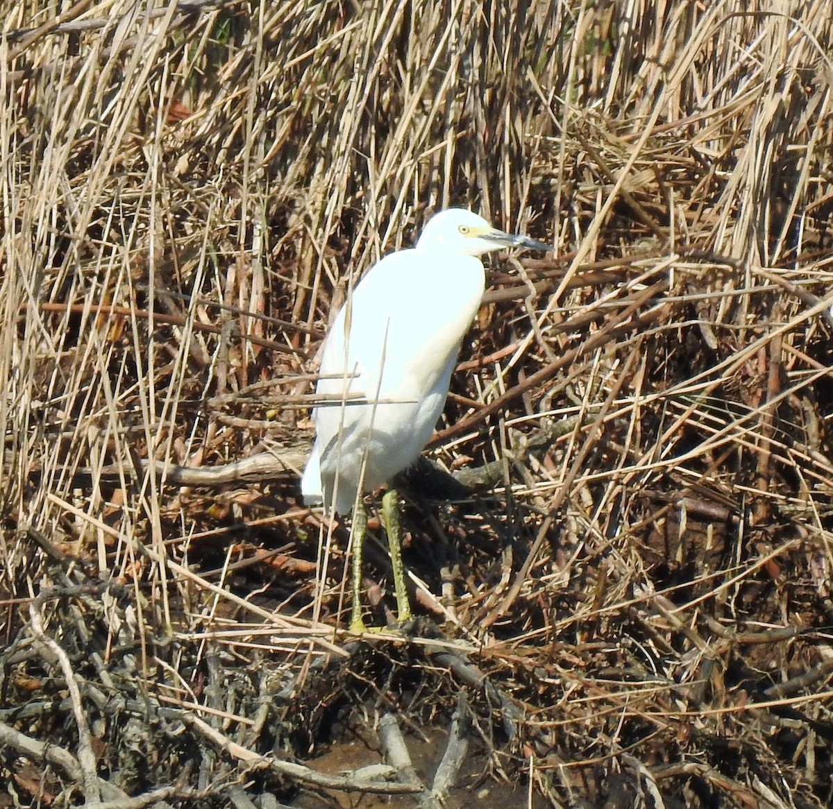 Snowy Egret - Vincent Glasser