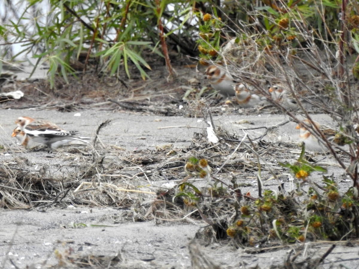 Snow Bunting - ML185770381