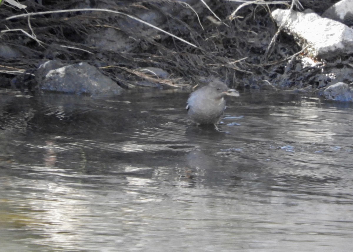 American Dipper - ML185772921