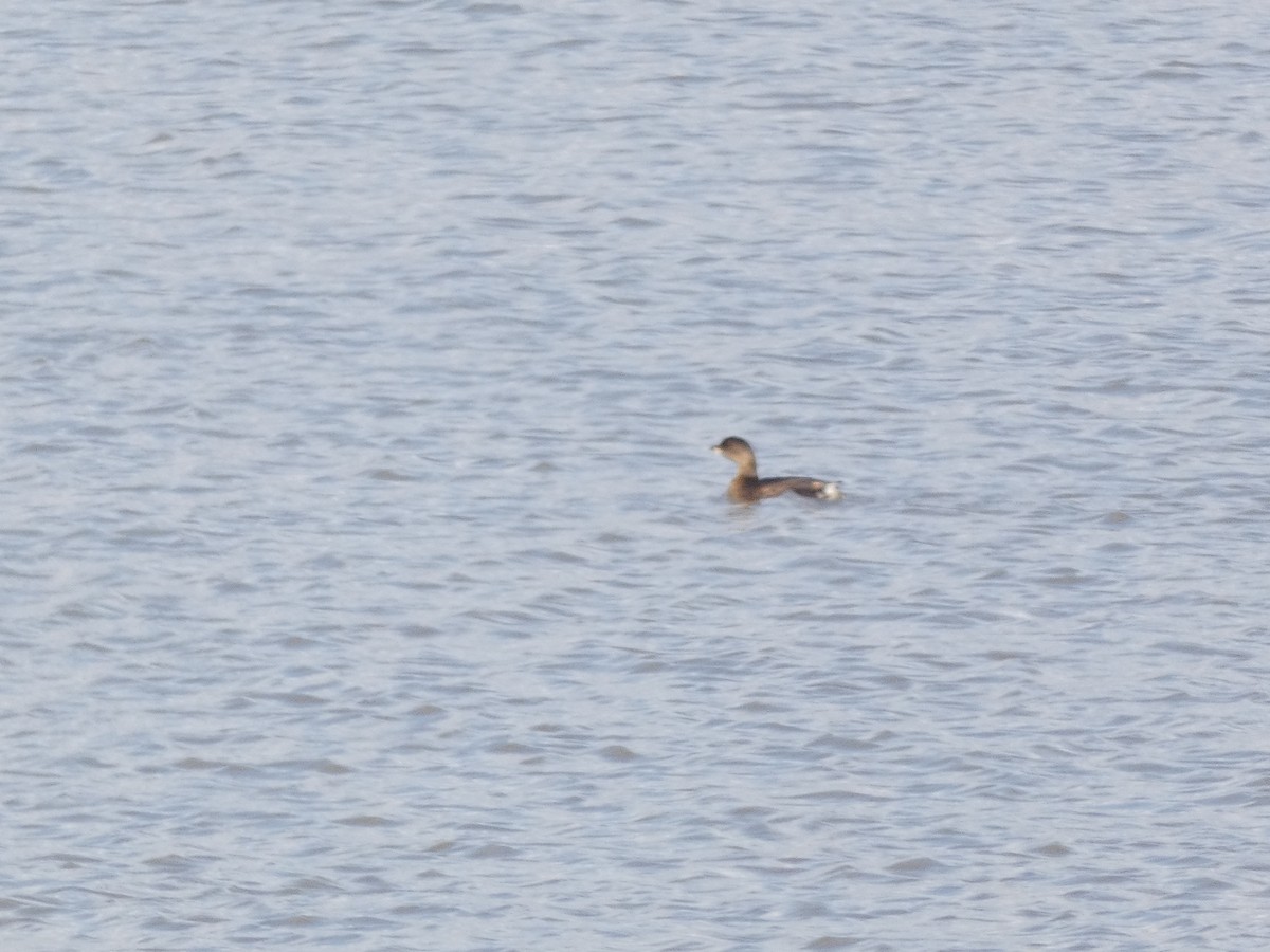 Pied-billed Grebe - ML185773091