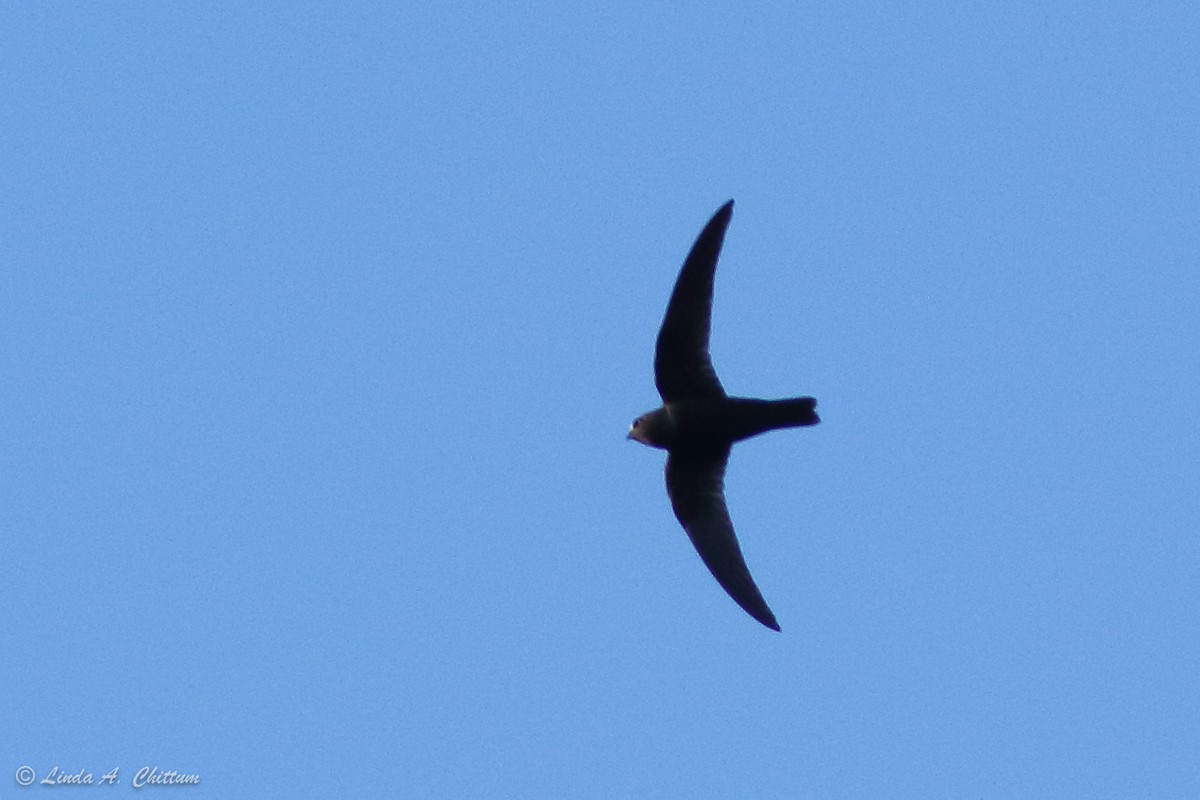 Black Swift - ML185773121