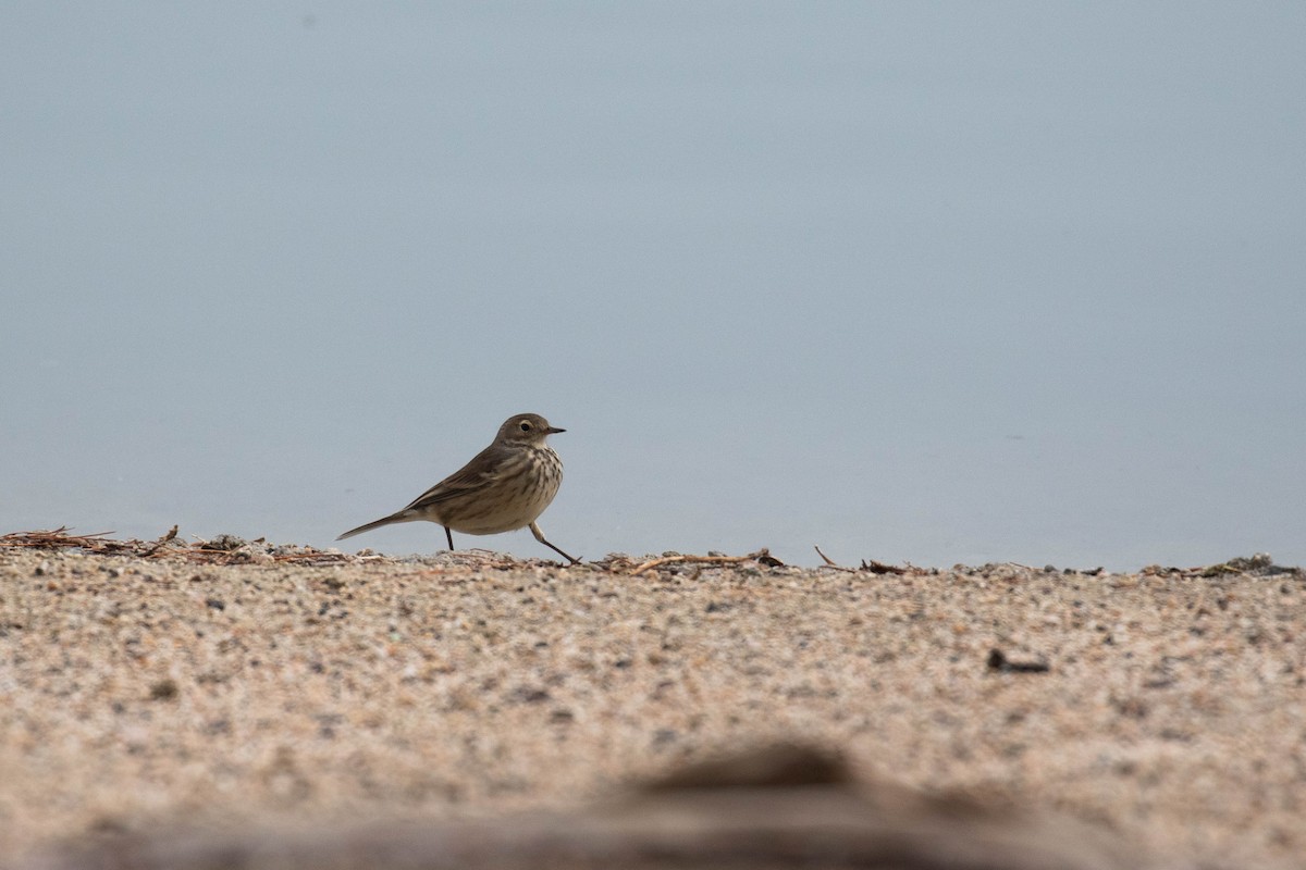 American Pipit - Alex Lamoreaux