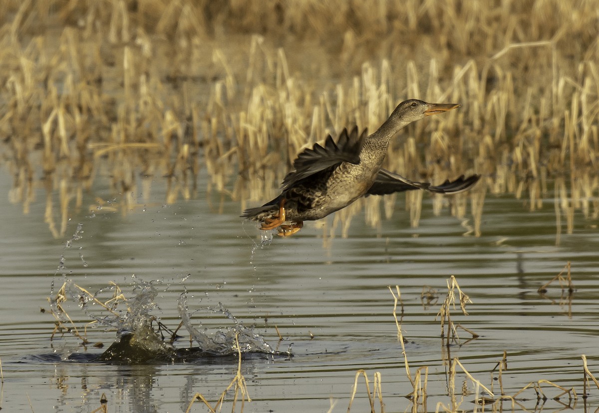 Northern Shoveler - Robert Michaelson