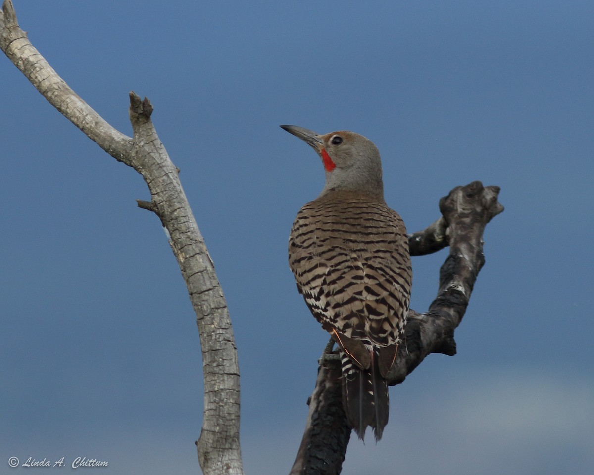 Northern Flicker (Red-shafted) - Linda Chittum