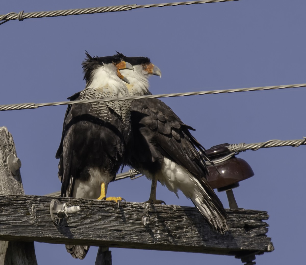 Caracara huppé (cheriway) - ML185778121