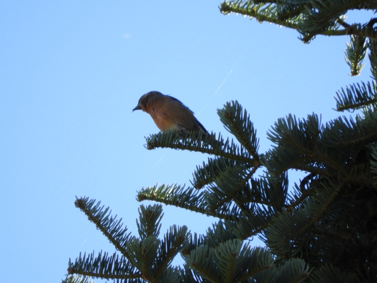 Red Crossbill - ML185778131