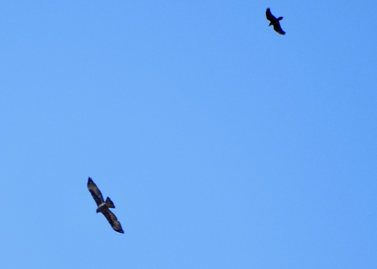 Águila Real - ML185778361